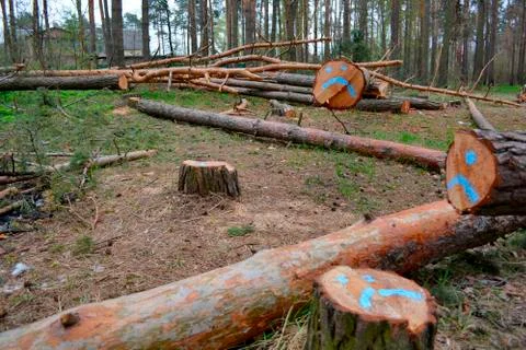 Fallen trees, a forest Stock Photos