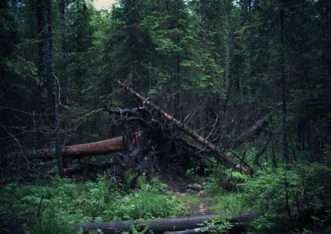 Fallen trees in the forest Stock Photos