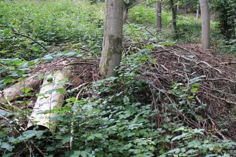 Fallen trees in a forest Stock Photos