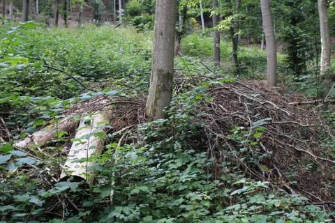 Fallen trees in a forest Stock Photos