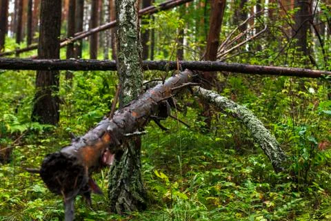 Fallen trees in the forest Stock Photos