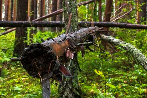 Fallen trees in the forest Stock Photos