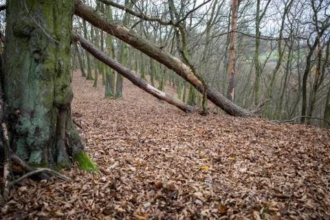 Fallen trees in the forest Stock Photos