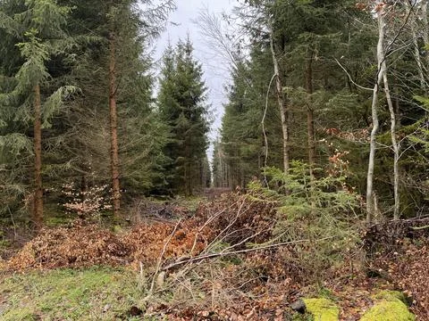 Fallen trees in the forest Stock Photos