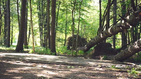 Fallen trees in forest on road Stock Footage 94916148