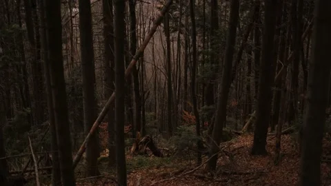 Fallen trees in the forest from a strong wind creating a beautiful plot from Vídeos de archivo 229975027