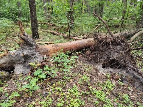 Fallen trees in the forest, stumps, and roots Стоковые фото