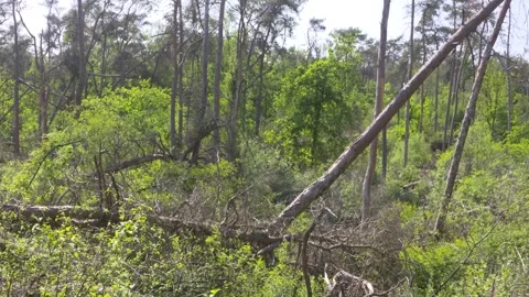 Fallen trees in forest two years after storm damage. Young sprouts peep up. Stock Footage 242700350