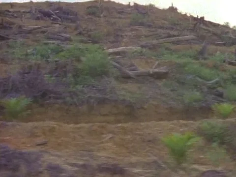 Fallen trees on green hill Stock Footage 79880389