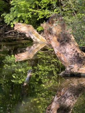 Fallen Tree's Green Water Reflection Stock Photos