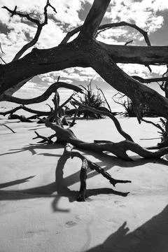 Fallen trees half-sunken in the sand Stock Photos