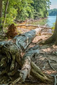 Fallen trees in the lake Foto stock