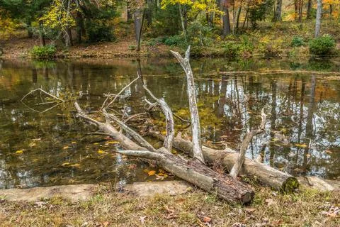 Fallen trees in the lake Foto stock