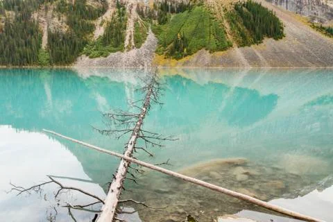 Fallen Trees in LakeLouise Stock Photos