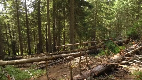 Fallen trees in a large, empty forest after a recent storm. Ukraine. The Stock Footage 73537612