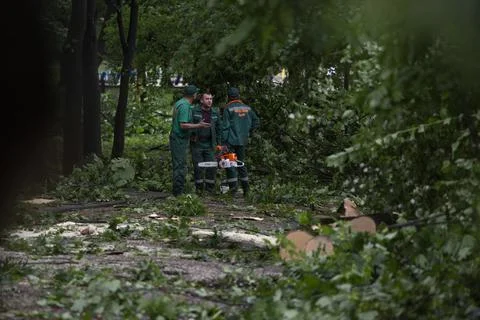 Fallen trees, liquidation, after, aftermath storm, nature reportage, workers Stock Photos