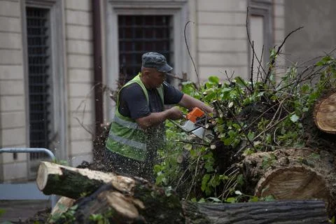 Fallen trees, liquidation, aftermath storm, nature reportage, workers, chainsaw Stock Photos
