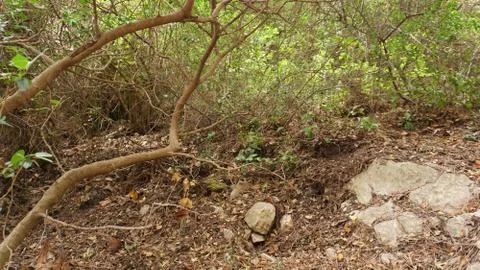Fallen trees in a low forest Stock Photos