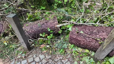 Fallen Trees in Lush Forest Stock Footage 305274212