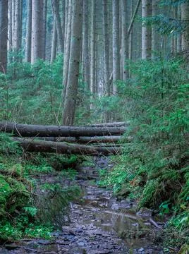 Fallen trees lying across stream in forest 스톡 사진