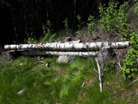 Fallen trees lying in the forest Stock Photos