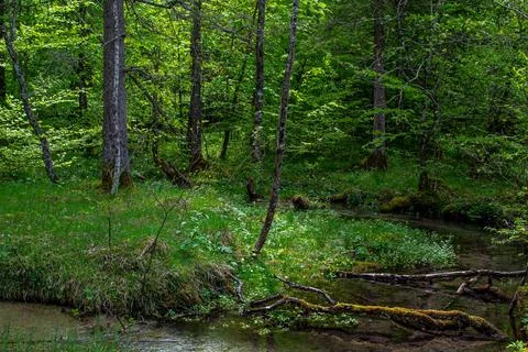 Fallen trees in a mountain forest in spring after the snow melts Stock Photos