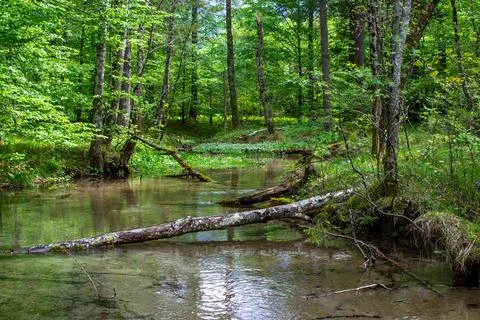 Fallen trees in a mountain forest in spring after the snow melts Foto stock