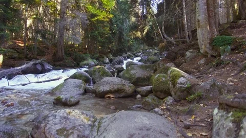 Fallen trees in a mountain river in the forest Stock Footage 96217621