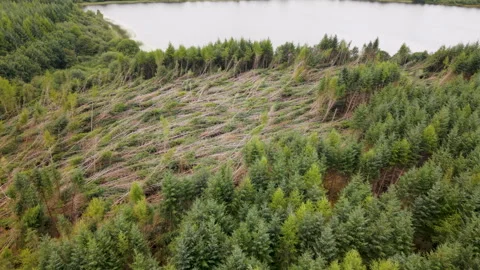 Fallen Trees Near Lake Stock Footage 315464690