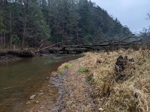 Fallen trees over a creek in a forest Stock Photos