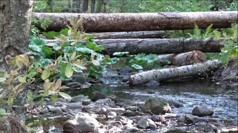 Fallen Tree's over Rock Creek in Sierra Nevada Mountains, California Stock Footage 12371451