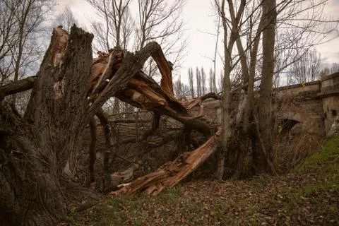 Fallen trees in a park after a winter storm in Spain Stock Photos