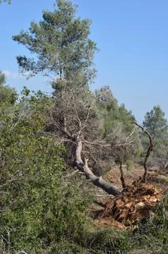 Fallen trees Stock Photos