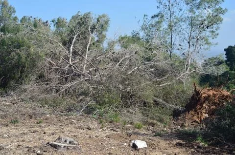 Fallen trees Stock Photos