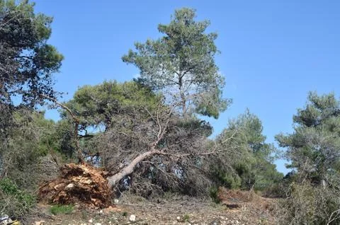 Fallen trees Foto stock
