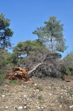 Fallen trees Foto stock
