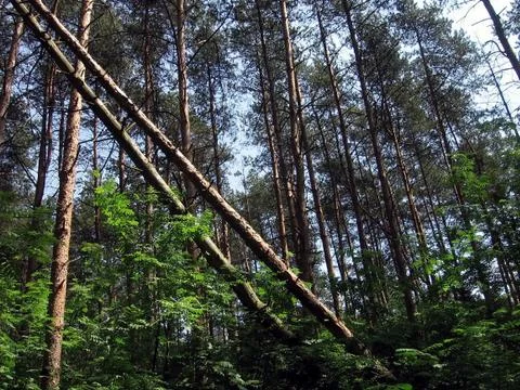 Fallen trees Stock Photos