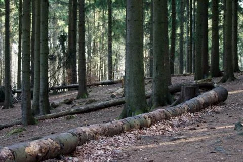 Fallen Trees Stock Photos