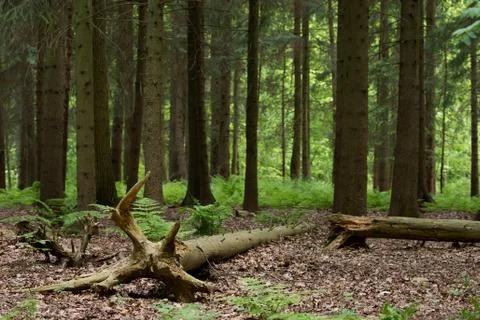 Fallen Trees Stock Photos