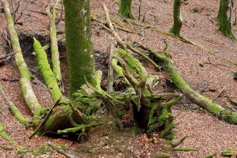 Fallen trees Stock Photos