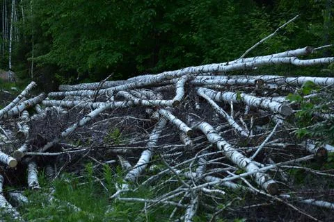 Fallen trees Stock Photos