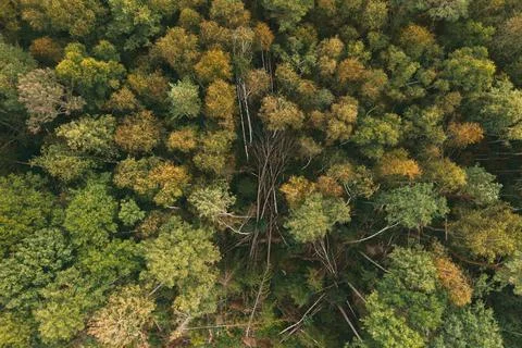 Fallen Trees in Pine Forest. Top Down Drone View. Stock Photos