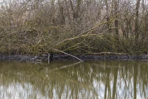 Fallen trees by the river are reflected in the water surface. Stock Photos