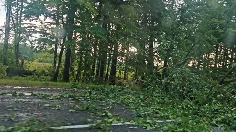 Fallen trees on the road after the hurricane. A tree on the road. The aftermath  Stock Footage 341919265