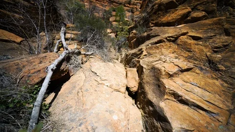 Fallen trees on the rock formations at Zion National Park Stock Footage 93602438