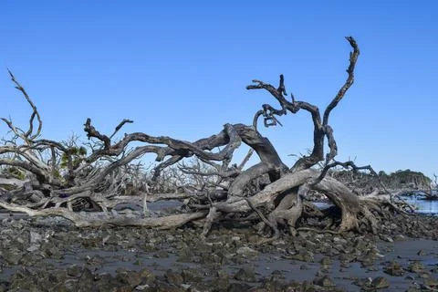 Fallen trees in rocks Stock Photos