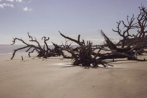 Fallen trees in sand Stock Photos