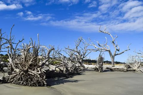 Fallen trees in the sand Stock Photos