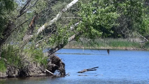 Fallen trees on the shore of a calm forest lake 動画素材 111029627