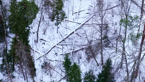 Fallen trees in a snowy winter forest creating natural pattern from above, Drone Stock Footage 304101197